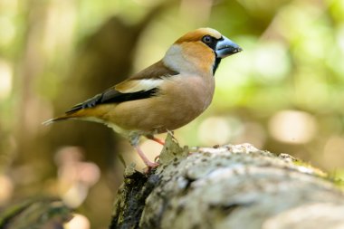 Ahşap varil üzerinde duran kocabaş