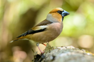 Ahşap varil üzerinde duran kocabaş