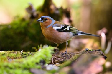 kamerada bir ekolojik doğal bahçesinde bir şubesinden arıyorum erkek ispinoz Fringilla coelebs