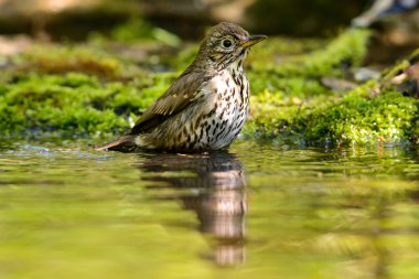 Şarkı pamukçuk turdus philomelos göle banyo