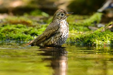 Şarkı pamukçuk turdus philomelos göle banyo