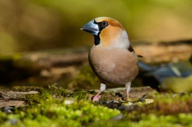 Bayağı Kocabaş, kuş doğa ortamlarında bahar iç içe geçme