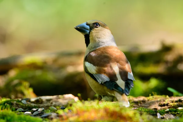 シメ、水の中に座って、自然の生息地の鳥春の入れ子、反射 — ストック写真