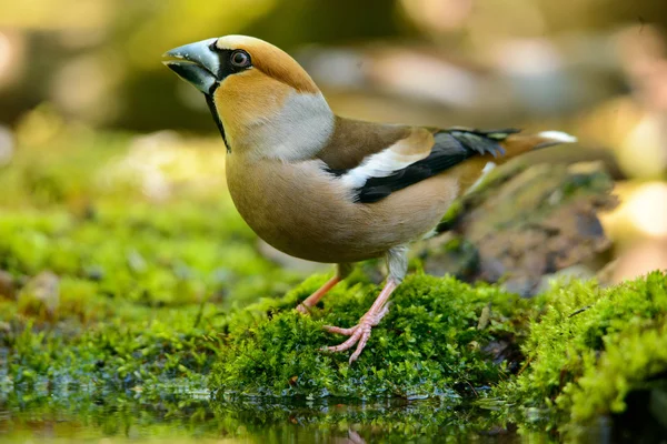 Hawfinch，坐在水中，在自然栖息地，鸟春天嵌套，反射 — 图库照片