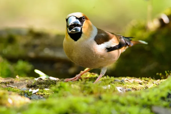 Grosbeak stående på trä fat — Stockfoto