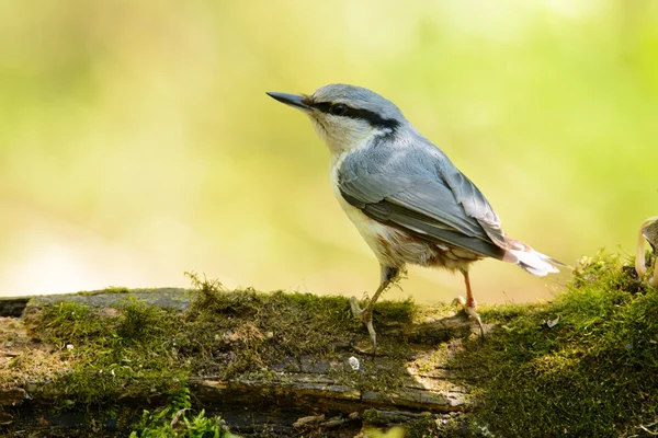 Nuthatch siting on a tree — стоковое фото