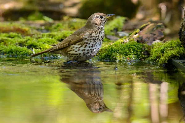 Taltrast turdus philomelos badar i sjön — Stockfoto