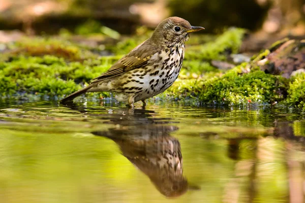 Drozd zpěvný turdus philomelos vykoupal v jezeře — Stock fotografie