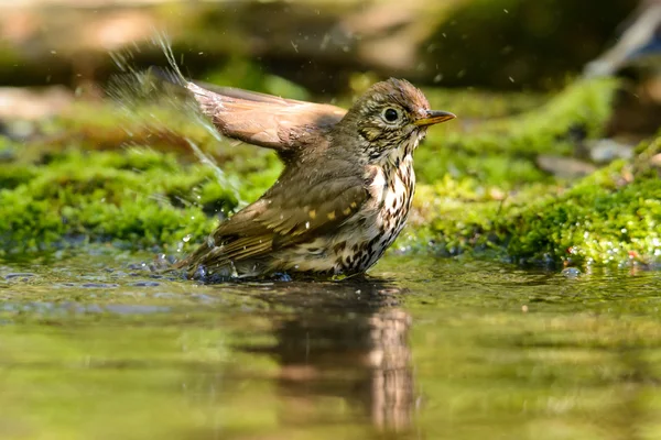 Drozd zpěvný turdus philomelos vykoupal v jezeře — Stock fotografie