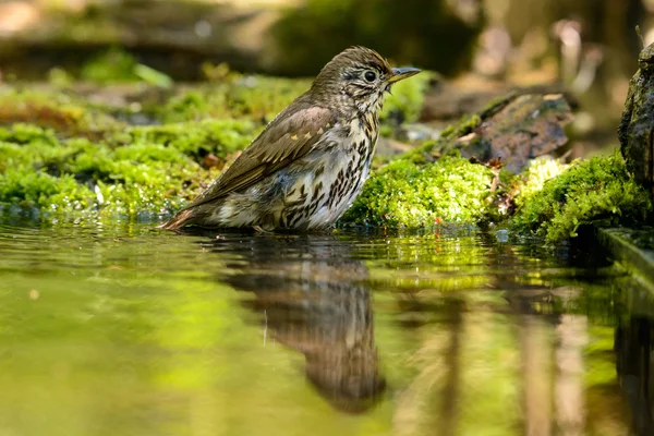 Taltrast turdus philomelos badar i sjön — Stockfoto