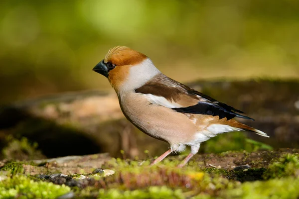 Hawfinch、 鸟在自然栖息地，春天嵌套 — 图库照片