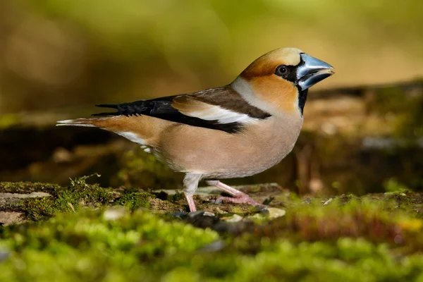Hawfinch、 鸟在自然栖息地，春天嵌套 — 图库照片