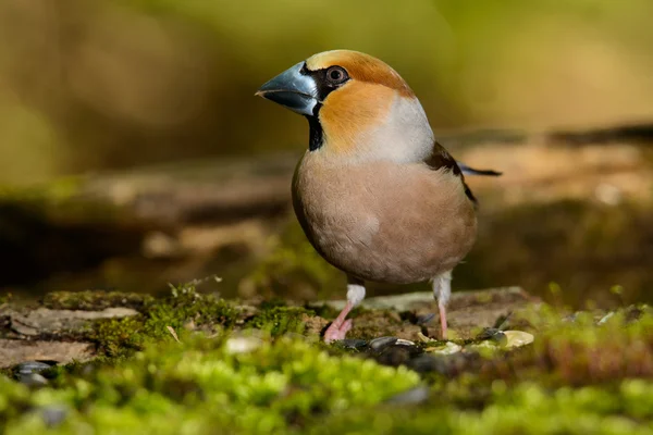 Hawfinch、 鸟在自然栖息地，春天嵌套 — 图库照片