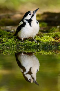 Büyük güzel serin banyo ağaçkakan.
