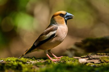 Bayağı Kocabaş, kuş doğa ortamlarında bahar iç içe geçme