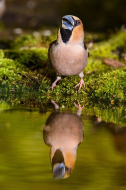 Bayağı Kocabaş, kuş doğa ortamlarında bahar iç içe geçme