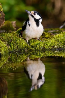 Büyük güzel serin banyo ağaçkakan.