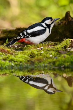 Büyük güzel serin banyo ağaçkakan.
