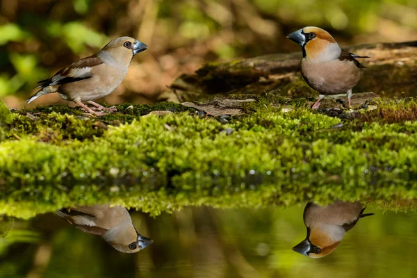シメ、自然の生息地の鳥春のネスト — ストック写真