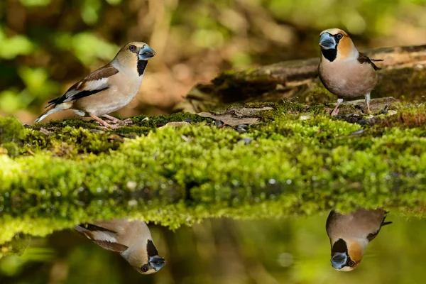 Hawfinch, fågel i en natur livsmiljö, våren kapsling — Stockfoto