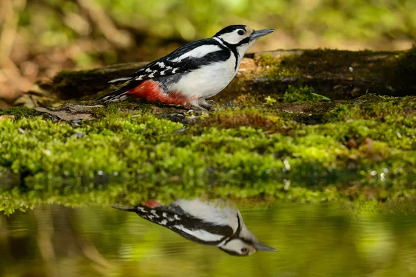 Gran pájaro carpintero manchado tomando un baño fresco agradable . — Foto de Stock