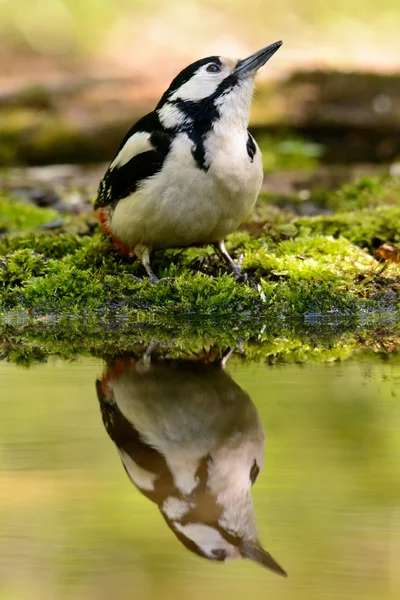 Stor Spotted Woodpecker nice cool badar. — Stockfoto