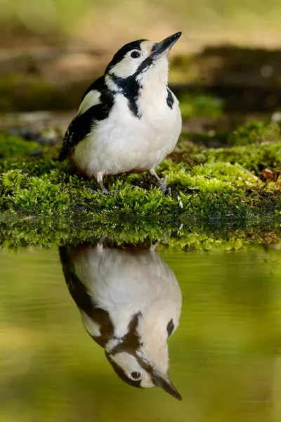 Stor Spotted Woodpecker nice cool badar. — Stockfoto