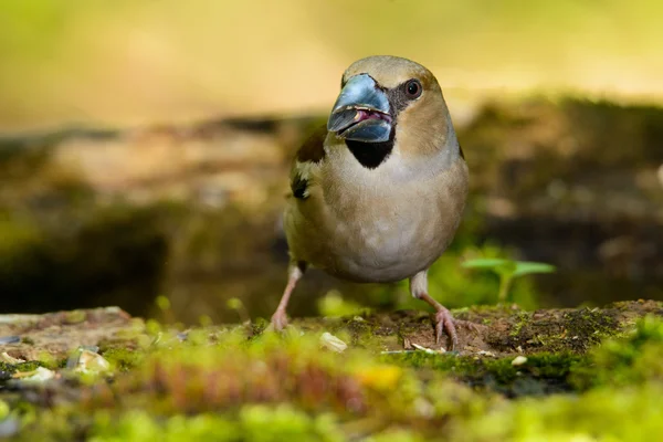 Hawfinch、 鸟在自然栖息地，春天嵌套 — 图库照片