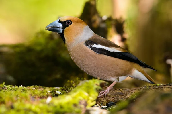Pinzón, pájaro en un hábitat natural, nidificación de primavera — Foto de Stock