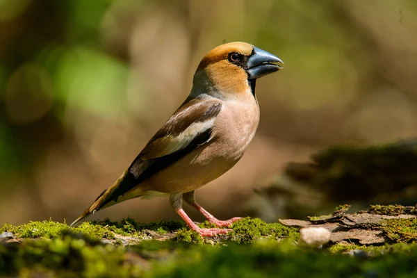 Hawfinch、 鸟在自然栖息地，春天嵌套 — 图库照片