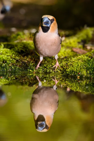 Hawfinch, fågel i en natur livsmiljö, våren kapsling — Stockfoto