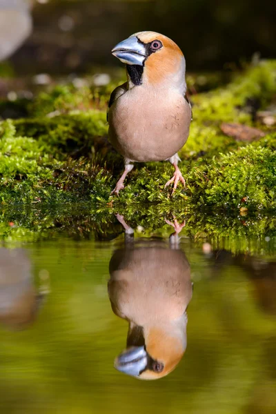 Hawfinch、 鸟在自然栖息地，春天嵌套 — 图库照片