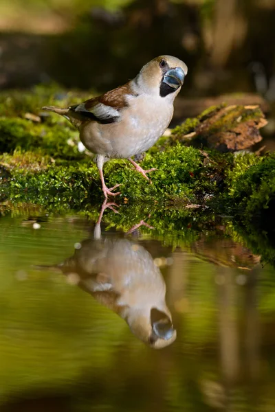 Hawfinch, fågel i en natur livsmiljö, våren kapsling — Stockfoto