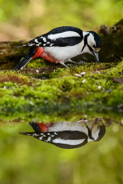 Stor Spotted Woodpecker nice cool badar. — Stockfoto