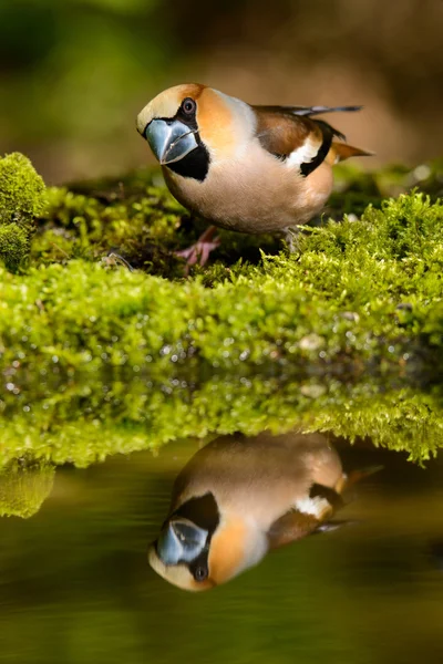 Hawfinch Coccothraustes coccothraustes på vattnet — Stockfoto