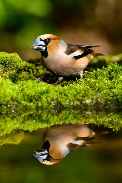 Hawfinch Coccothraustes coccothraustes på vattnet — Stockfoto