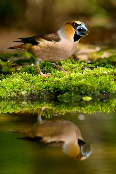 물에서 hawfinch Coccothraustes coccothraustes — 스톡 사진