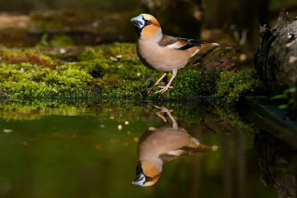 Hawfinch Coccothraustes coccothraustes på vattnet — Stockfoto