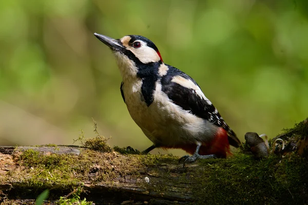 Grande picchio maculato che fa un bel bagno fresco . — Foto Stock