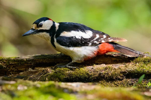 Grande picchio maculato che fa un bel bagno fresco . — Foto Stock