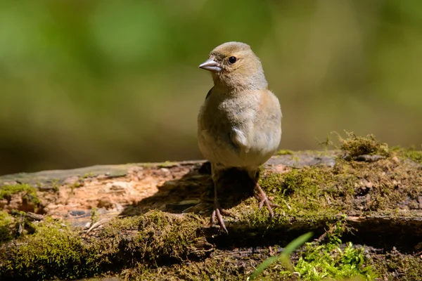 Masculino Chaffinch Fringilla coelebs olhando para a câmera de um ramo em um jardim natural ecológico — Fotografia de Stock