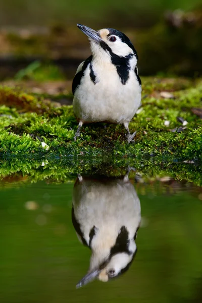 Stor Spotted Woodpecker nice cool badar. — Stockfoto