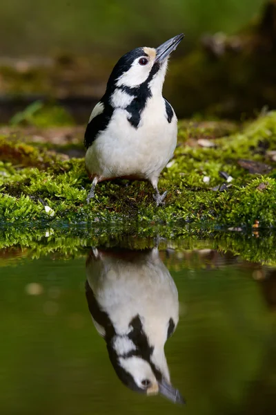 Stor Spotted Woodpecker nice cool badar. — Stockfoto