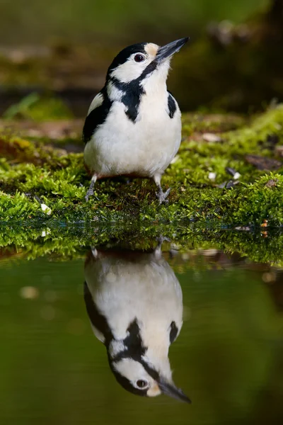 Stor Spotted Woodpecker nice cool badar. — Stockfoto