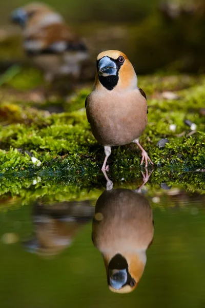 Hawfinch Coccothraustes coccothraustes på vattnet — Stockfoto