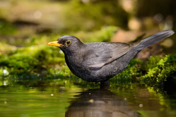 The Blackbird, while taking a bath — Stock Photo, Image