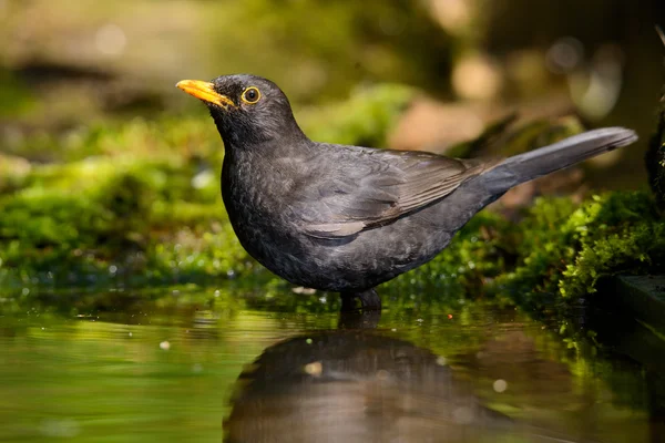 Черная птица, принимая ванну — стоковое фото