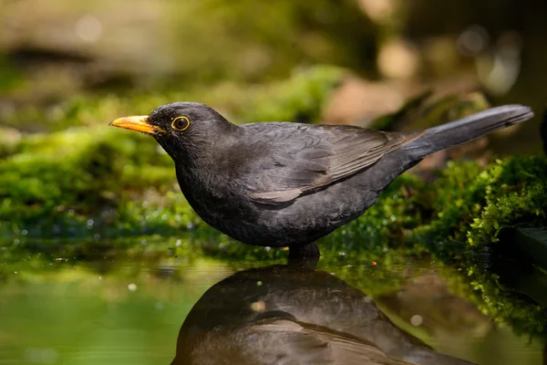 Koltrasten, medan du tar ett bad — Stockfoto