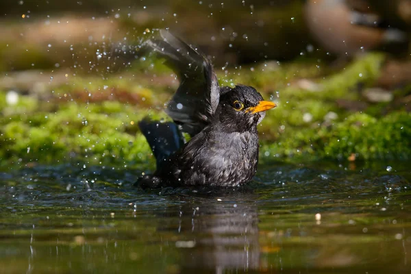 The Blackbird, while taking a bath — Stock Photo, Image