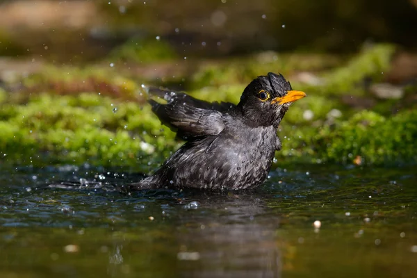 Blackbird badar — Stockfoto